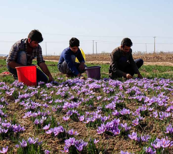 Iran Holiday Packages - Iranian Saffron 
