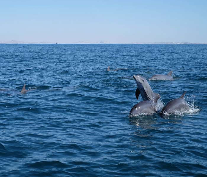 Hengam Island - Hengam dolphins - Hengam attractions -