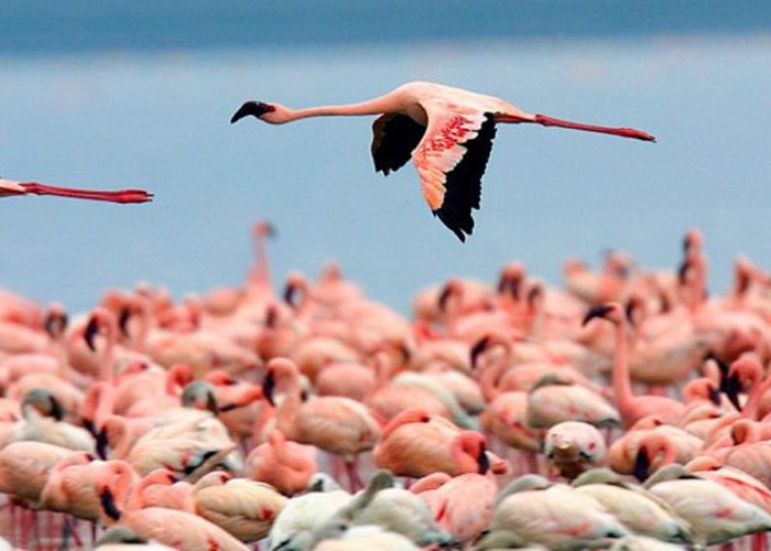 lake urmia - orumiyeh lake - Flamingos