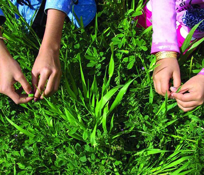 Knotting the greenery